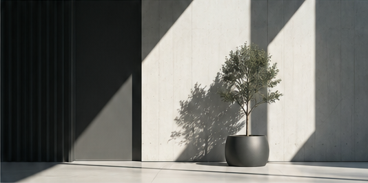 Architectural interior with a potted plant in natural sunlight